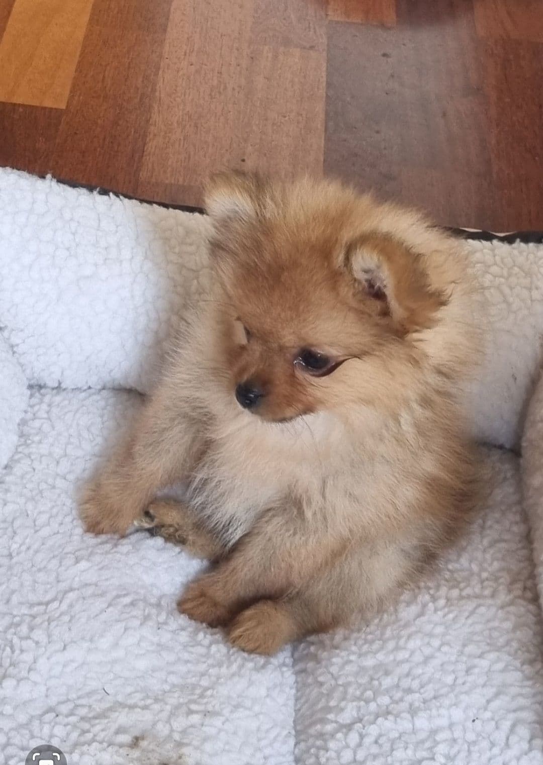Pomeranian tispe