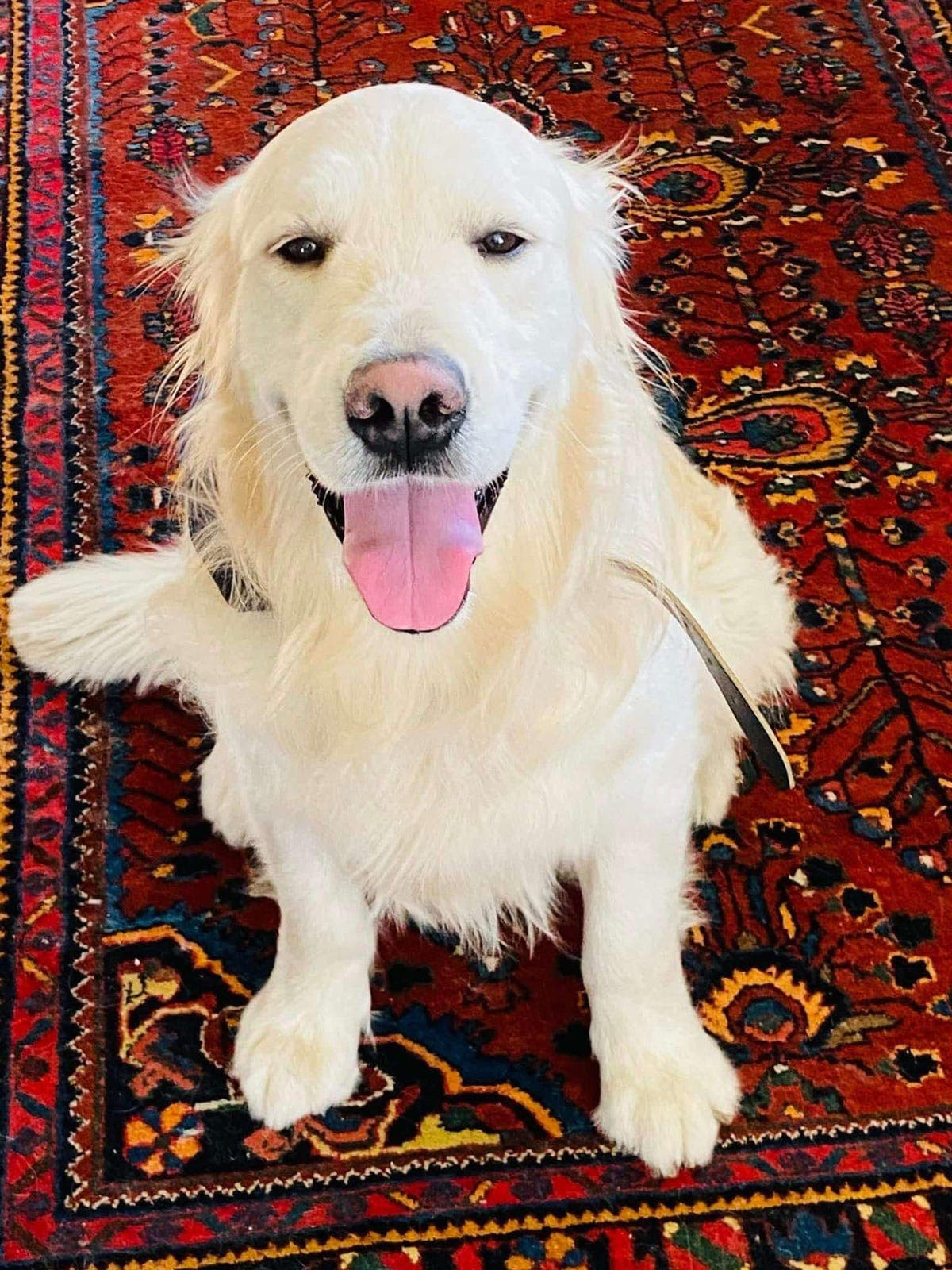 Golden retriever omplasseres til rett hjem