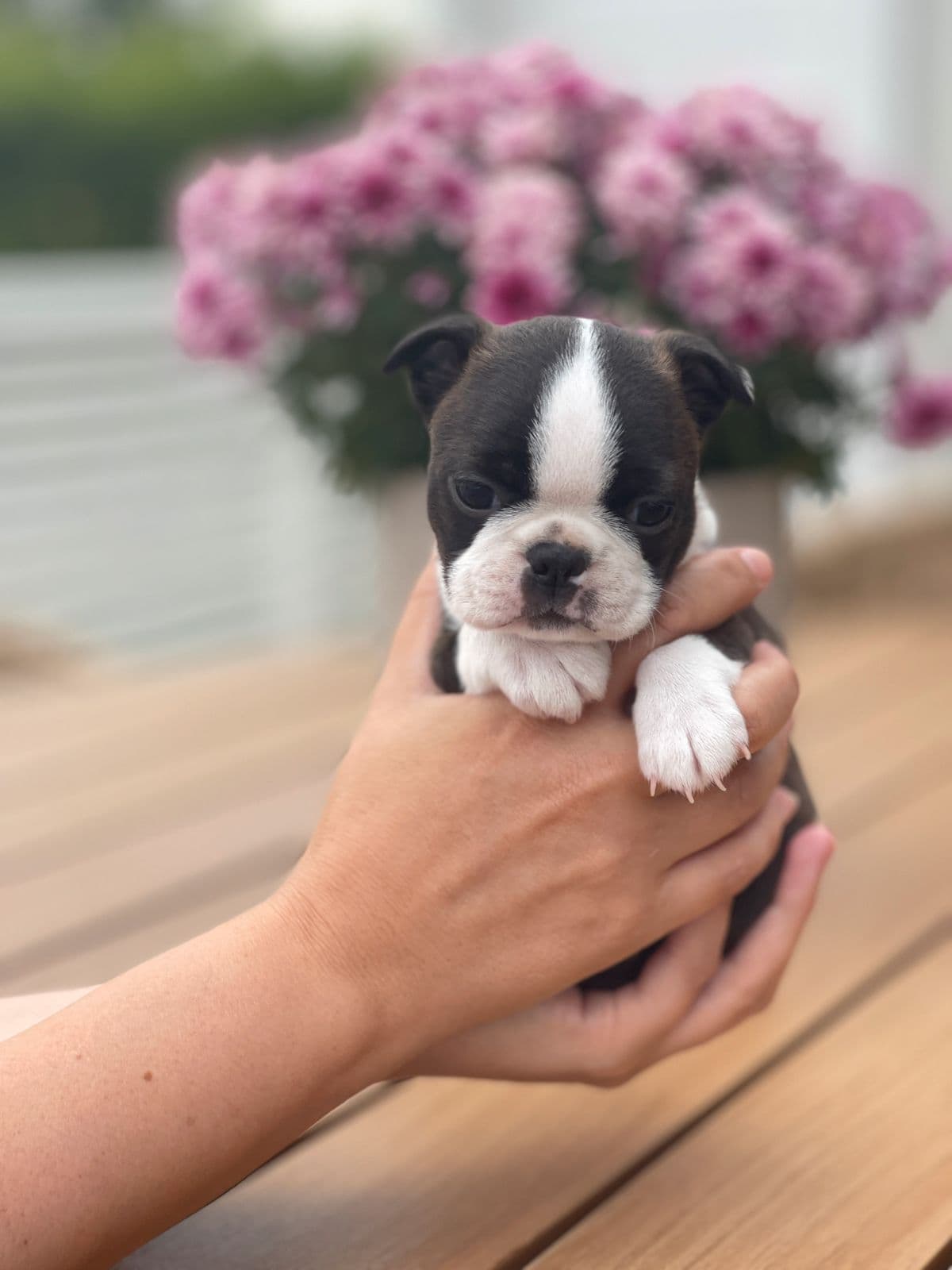 Boston Terrier tispevalp til salgs!