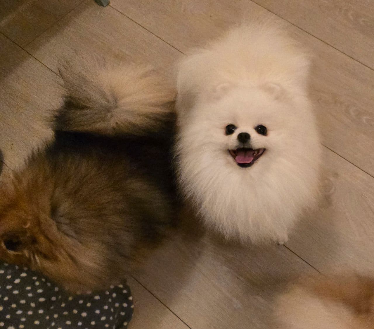 Vakker NKK REGISTRERT POMERANIAN GUTT 💙