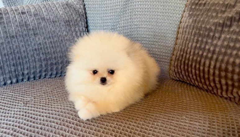 Nydelig Pomeranian Tispe valp med stamtavle