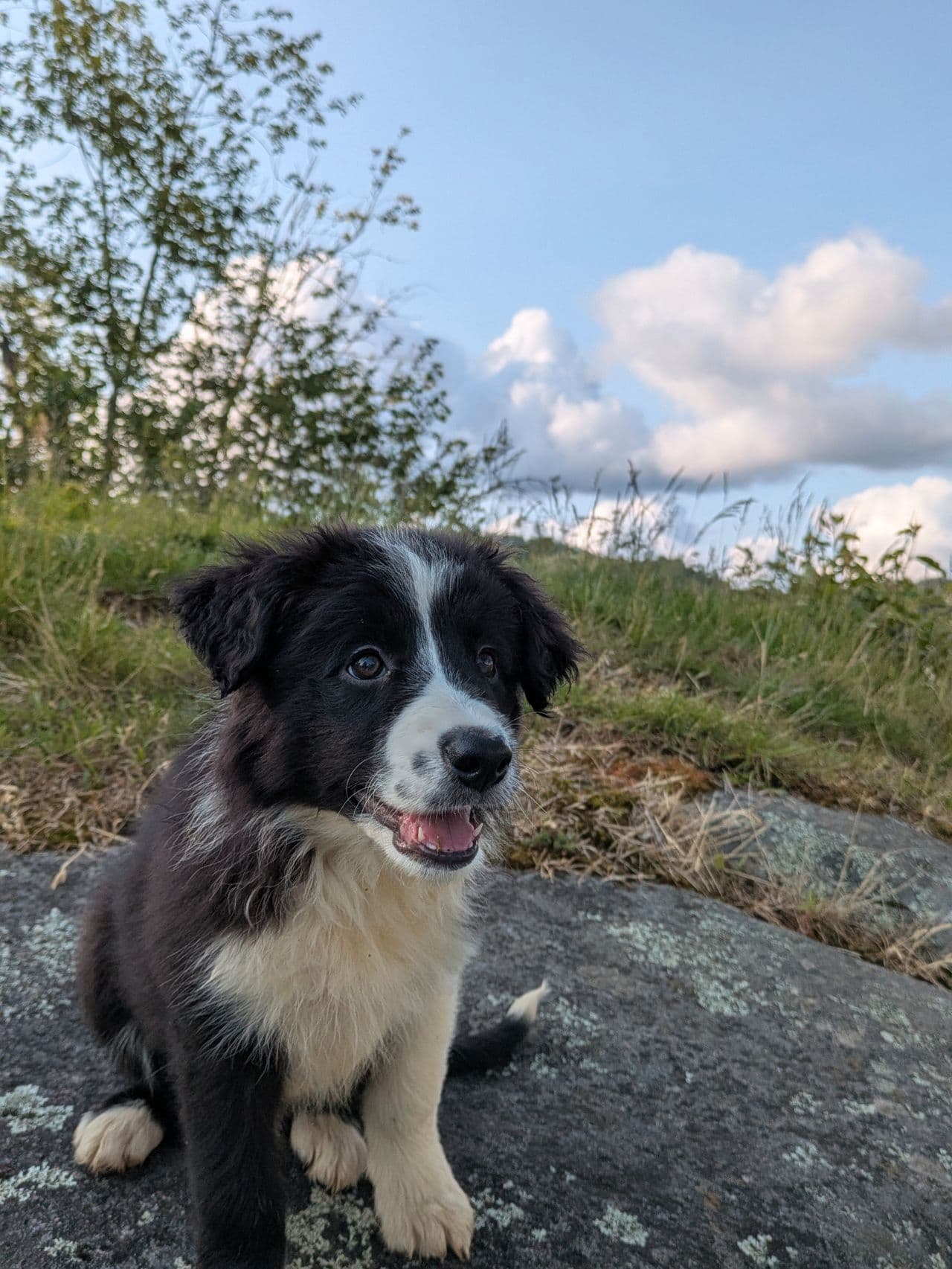 Border Collie valper leveringsklare: helsesjekket, vaksinert, chipet og ormekur
