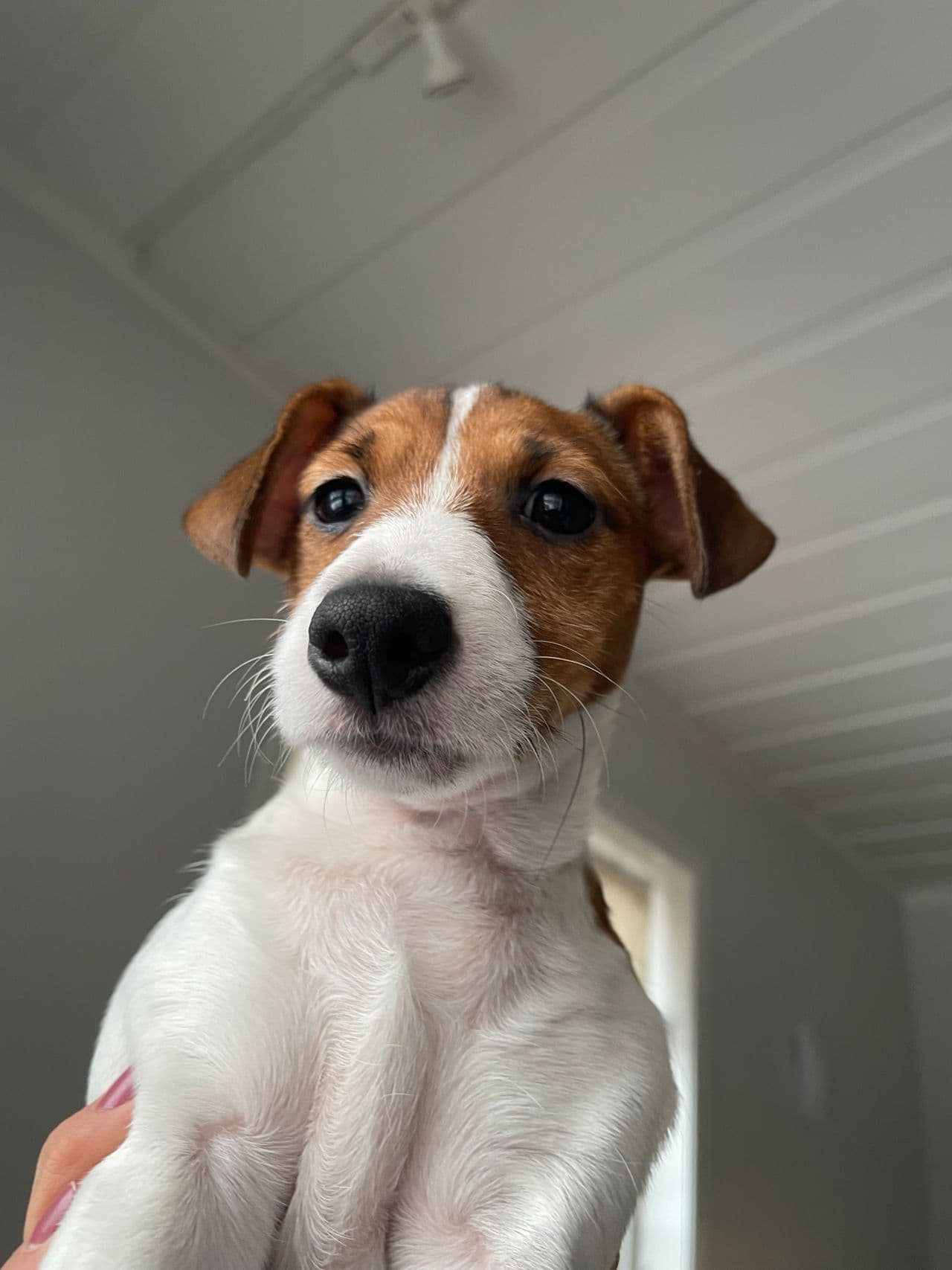 Jack Russell Terrier på 1 år søker nytt, kjærlig hjem