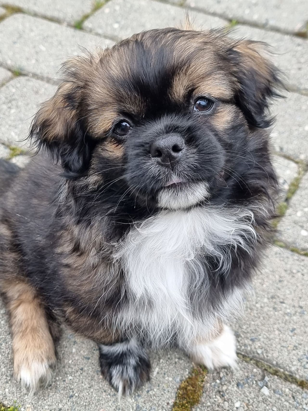 Leveringsklare Tibetansk Spaniel