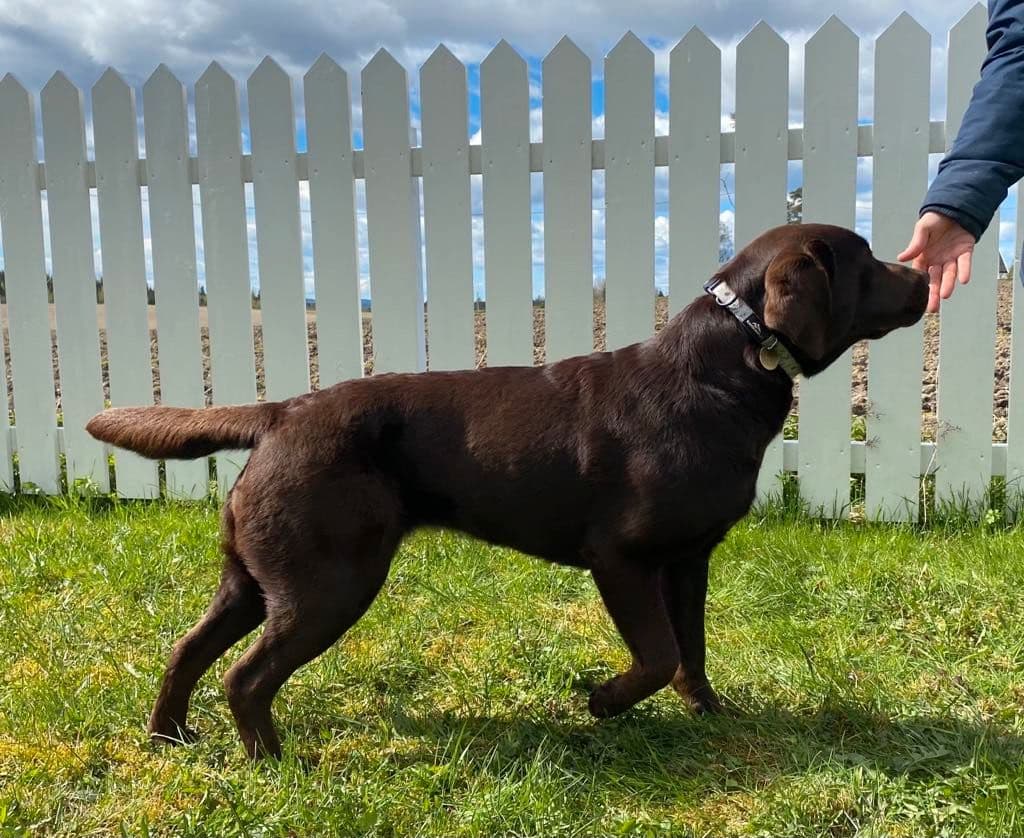 Sorte og brune labradorvalper planlagt med levering fra ca 1.september