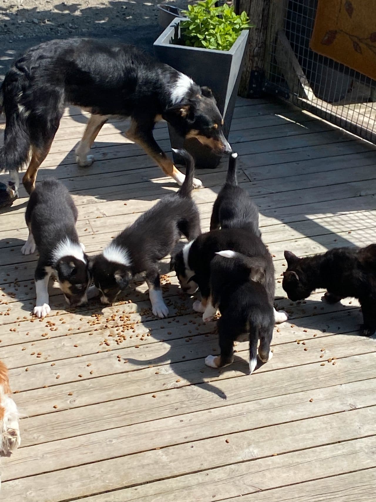 Border Collie Valper