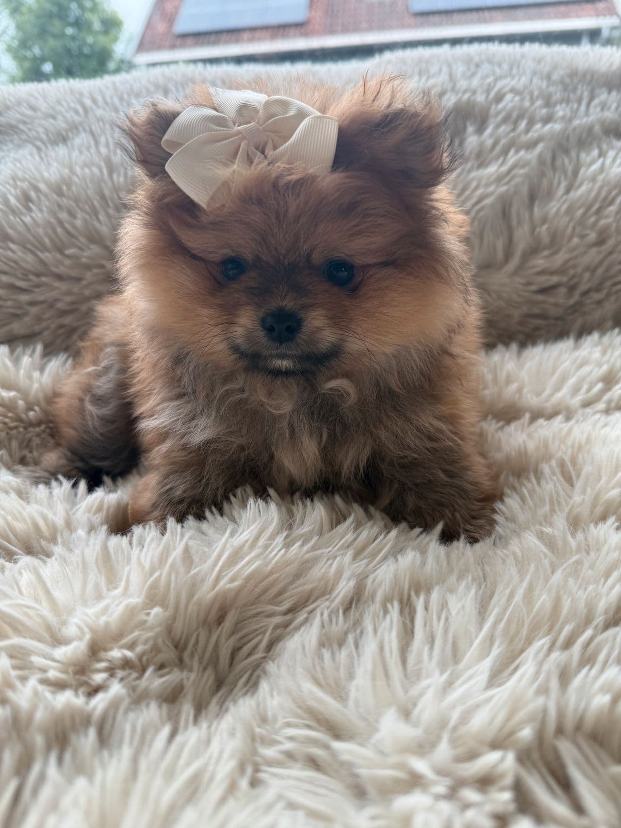 Pomeranian tispe 👑💕