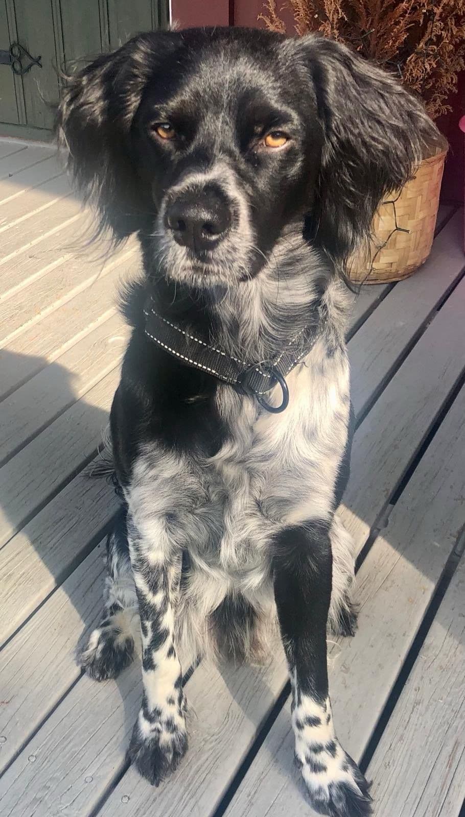 Breton Hann hund 1 år