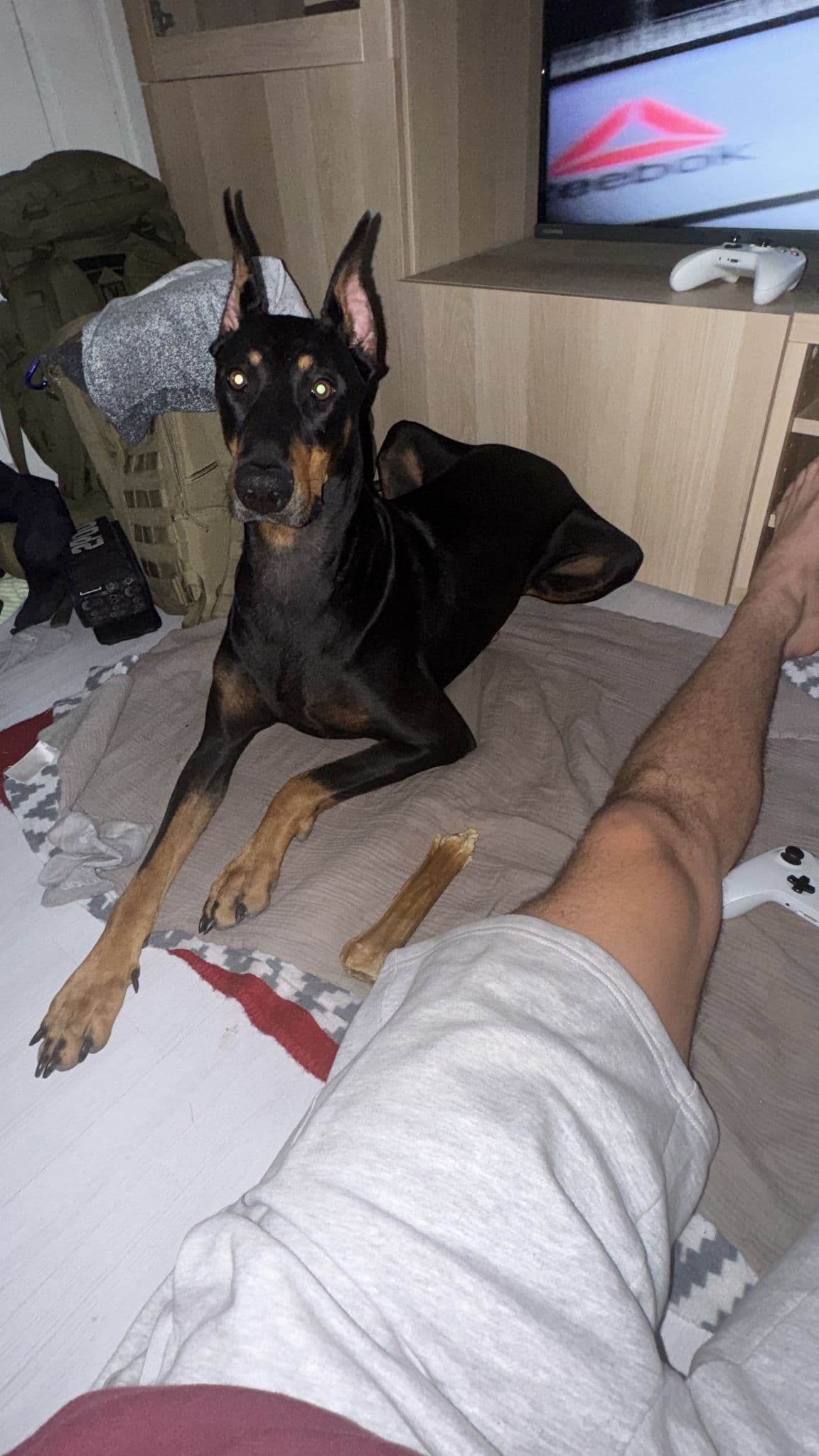 OMPLASSERING – Dobermann tispe, Alfa, 2,5 år