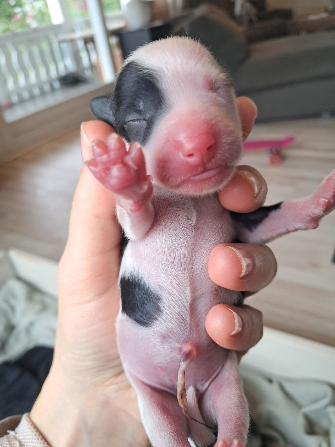Chinese crested/kinesisk nakenhund