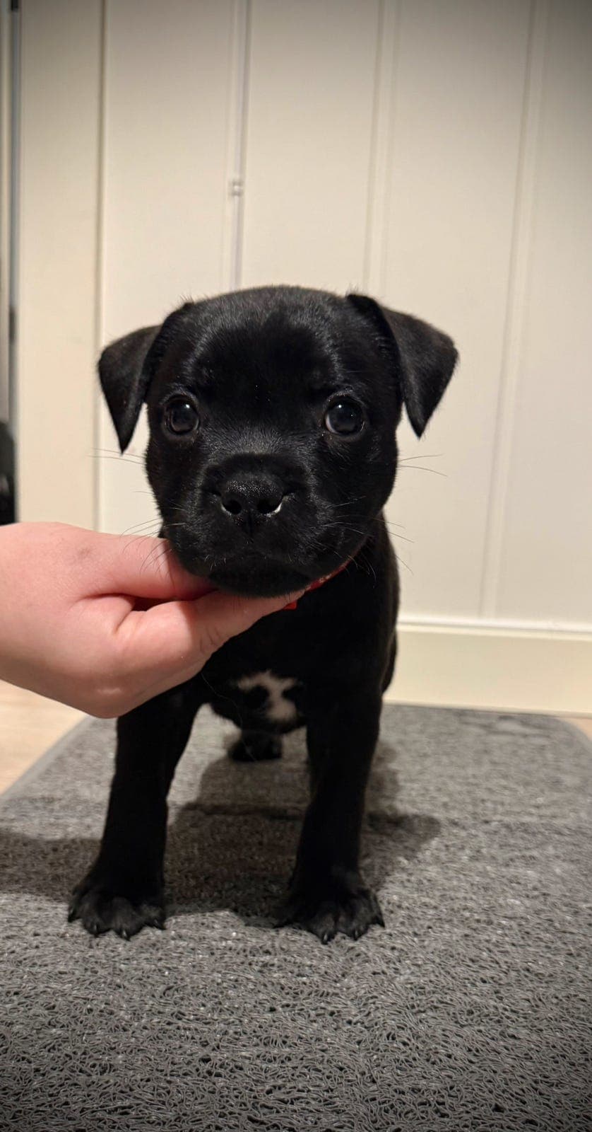 Staffordshire Bull Terrier Hannhund