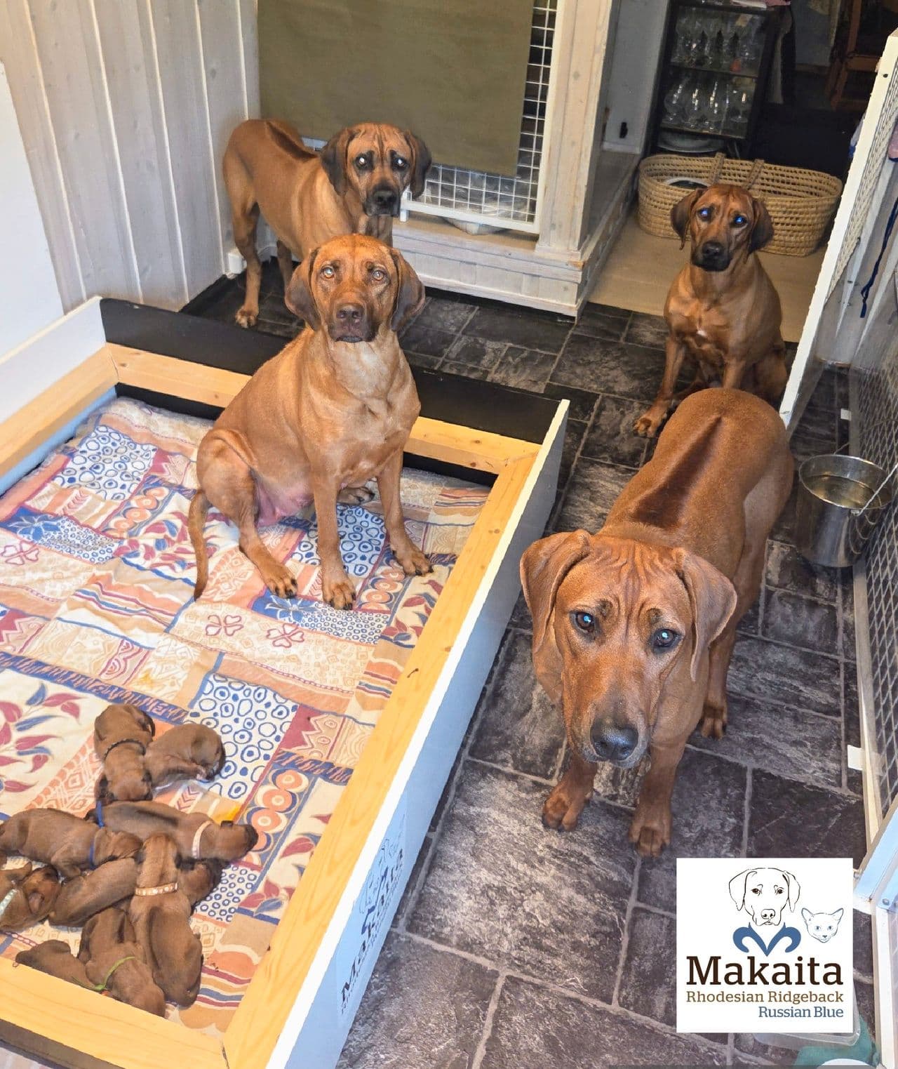 Rhodesian Ridgeback valper