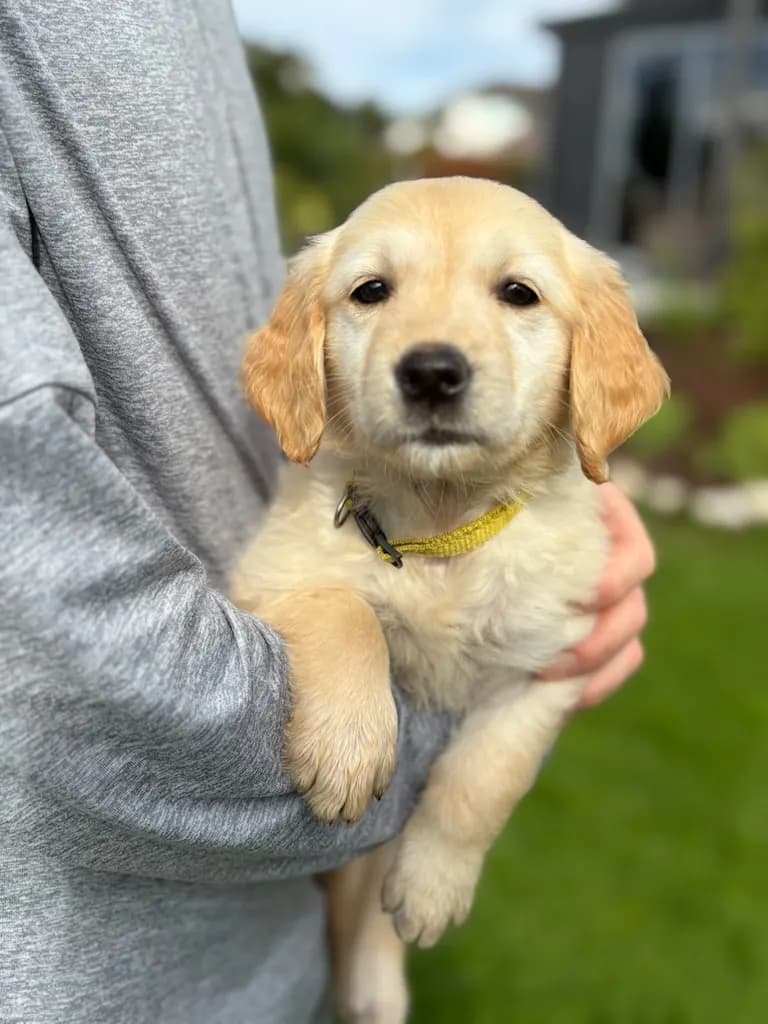 Golden Retriever tispe leveringsklar