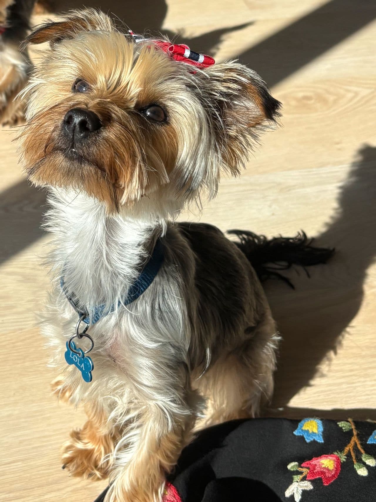 Yorkshire Terrier tispe på 1 år, ønsker et trygt hjem
