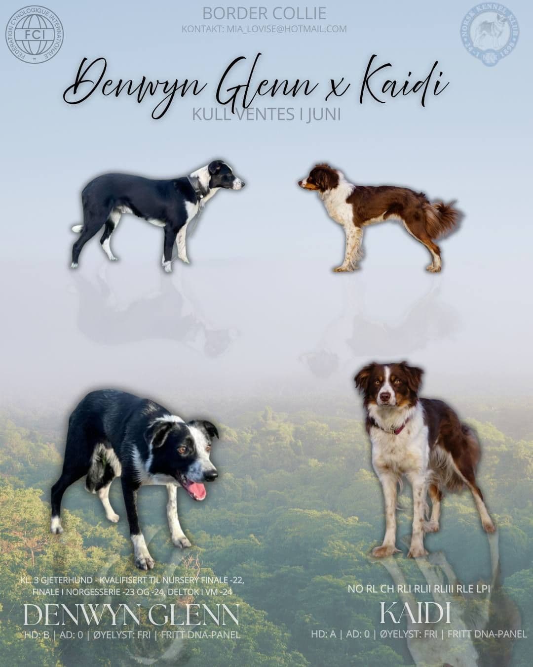 Border collie valper ventes