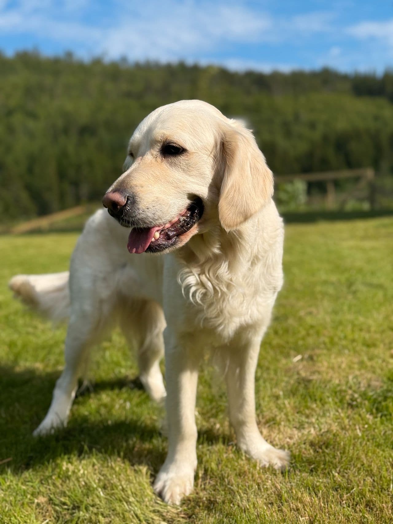 Golden retriever valper