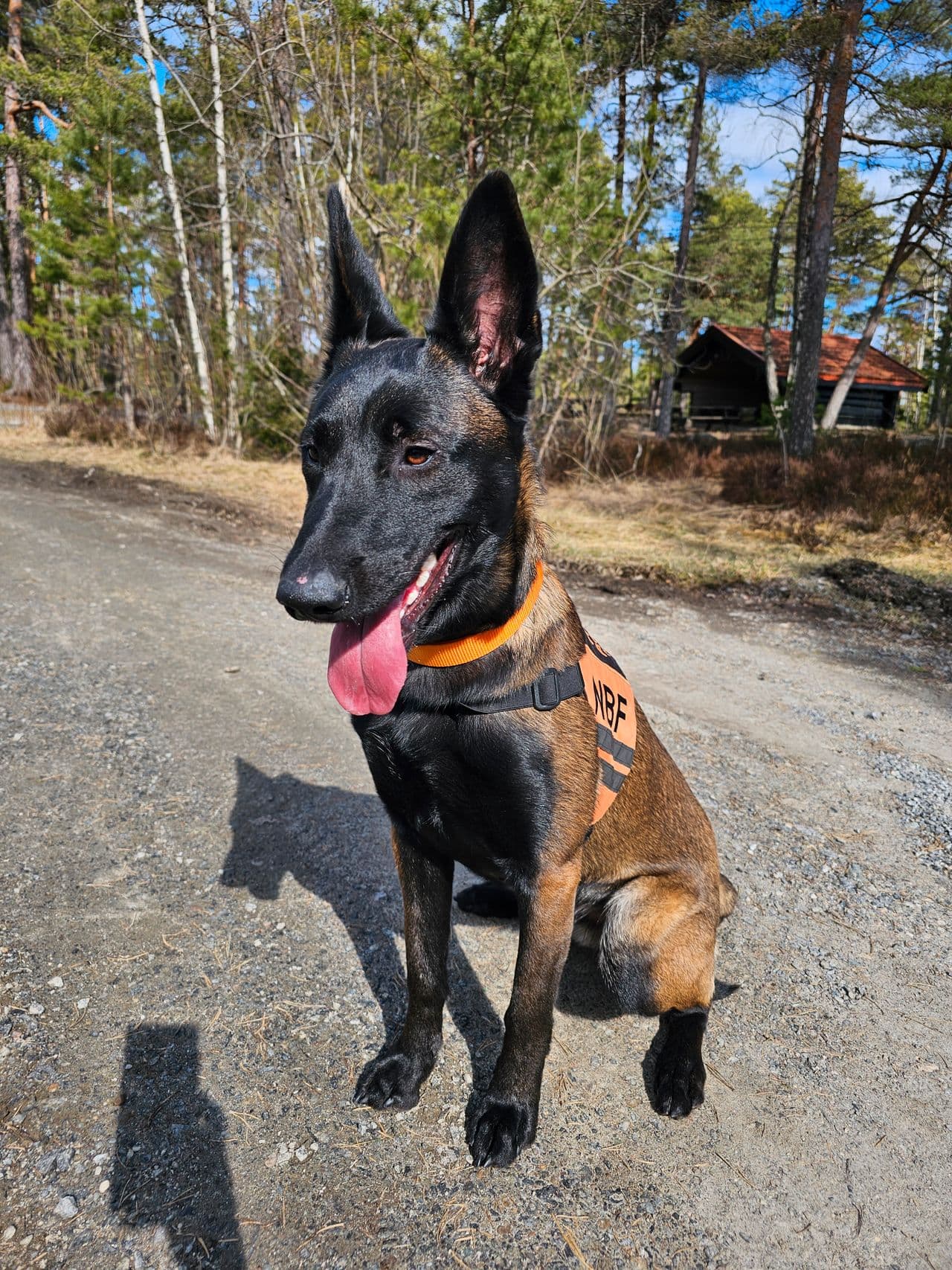 Malinois Tispe 1 år. Deleie.