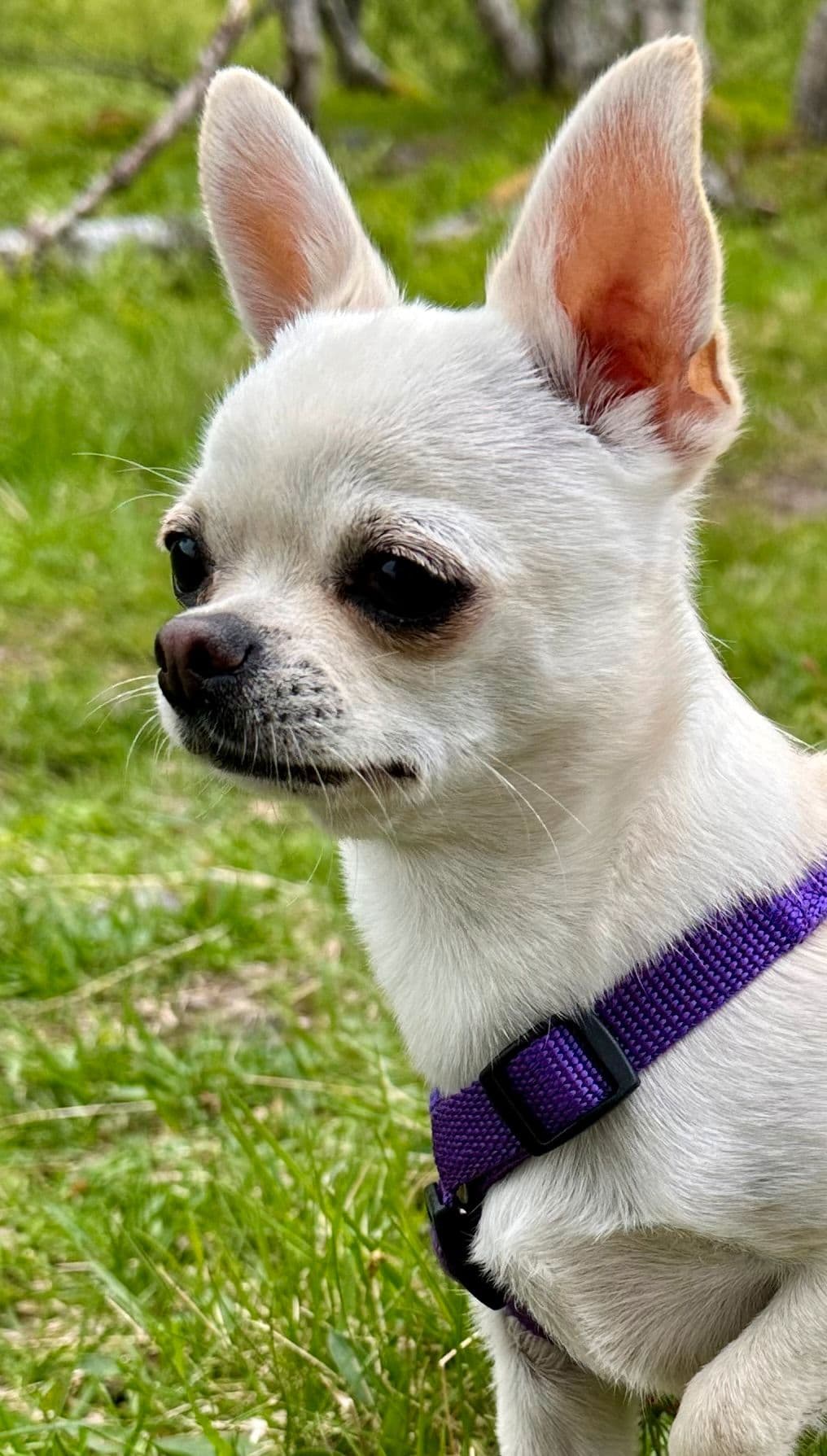 Chihuahua kh tispe