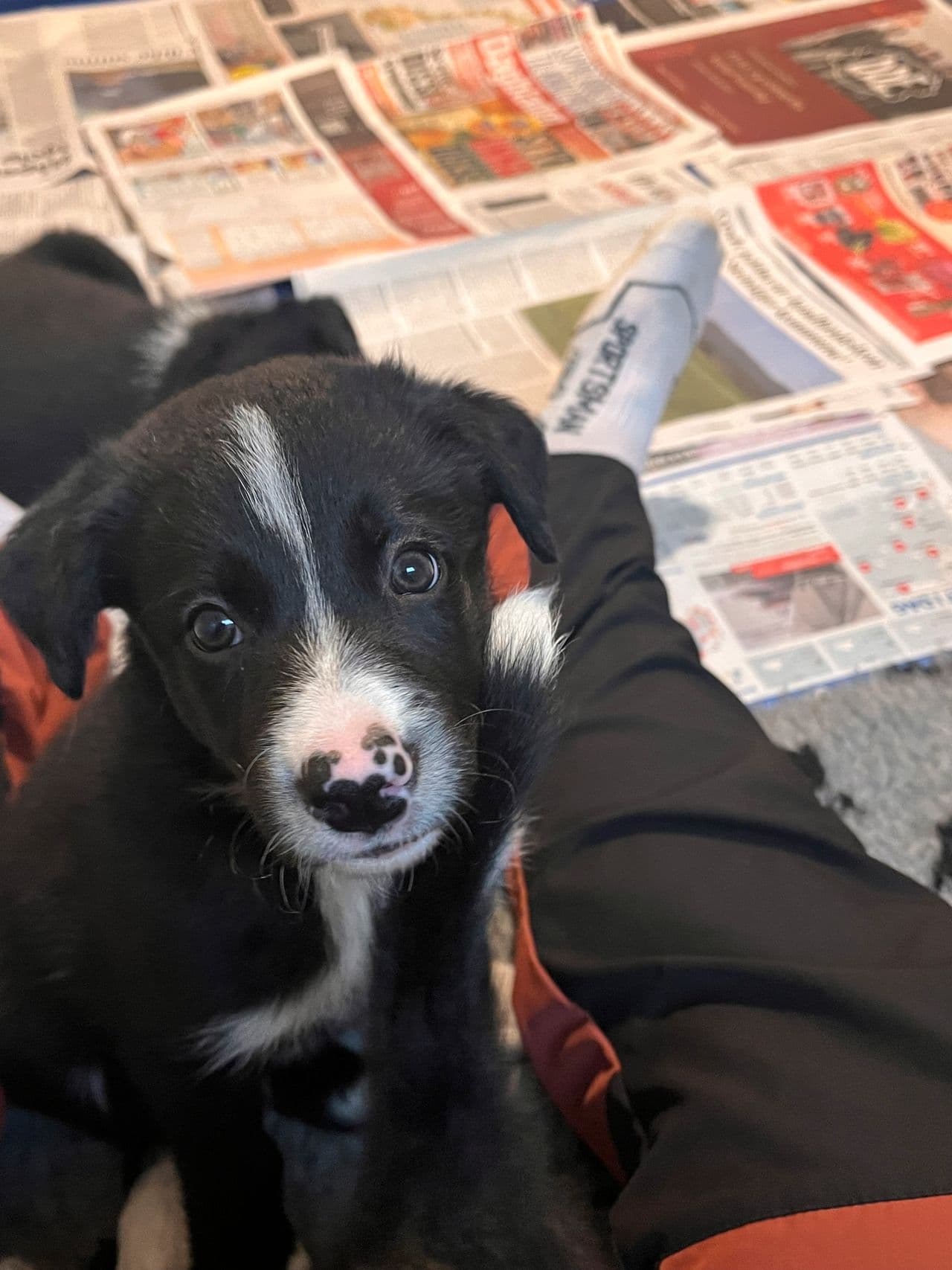 Hann, Border collie valp 8 uker etter godkjenteforeldre