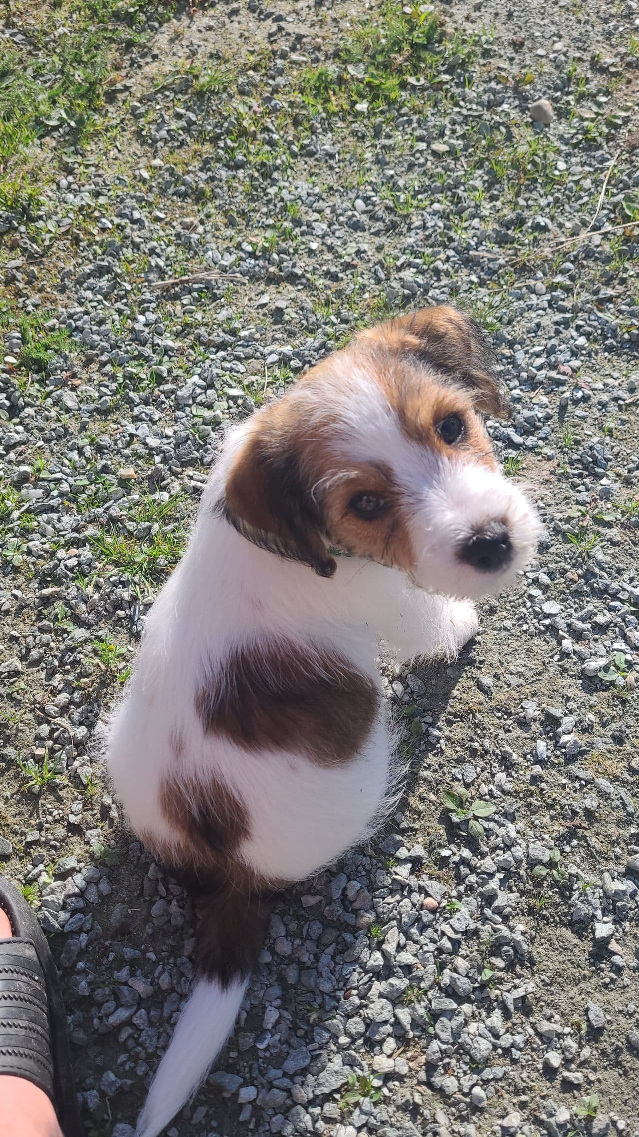 Jack russell valper gutter