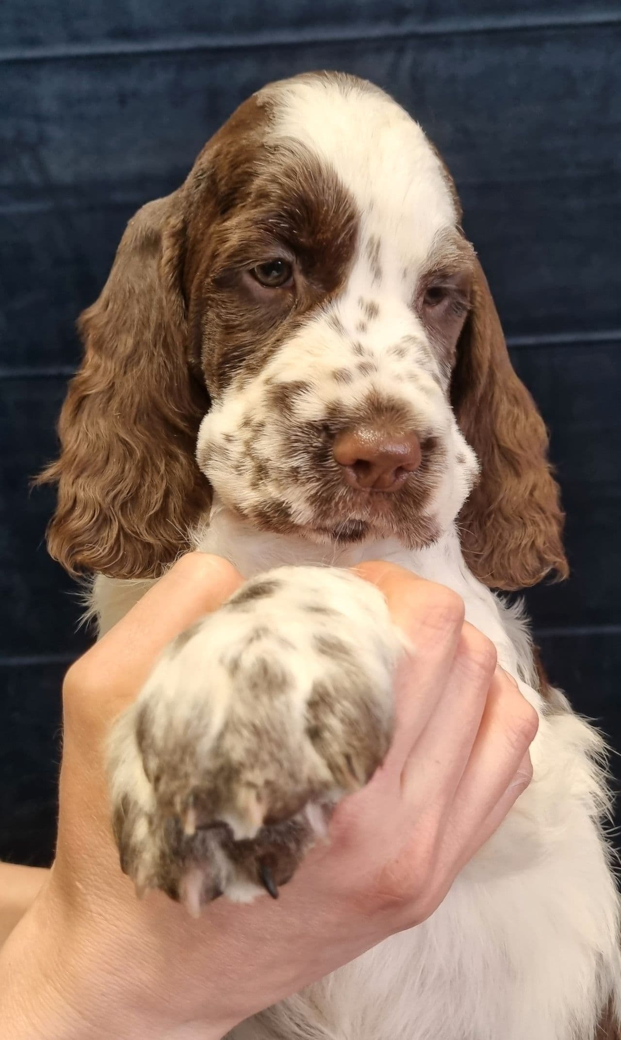 Engelsk springer spaniel valp fra kennel Cocoline