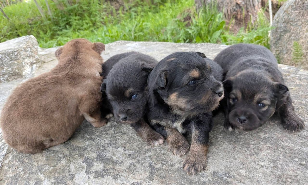 Registrerte finske lapphunder