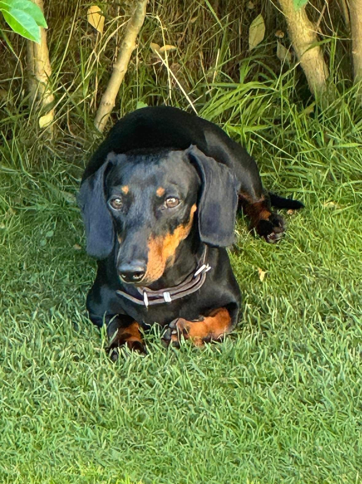 Dvergdachs korthåra hann Black and Tan