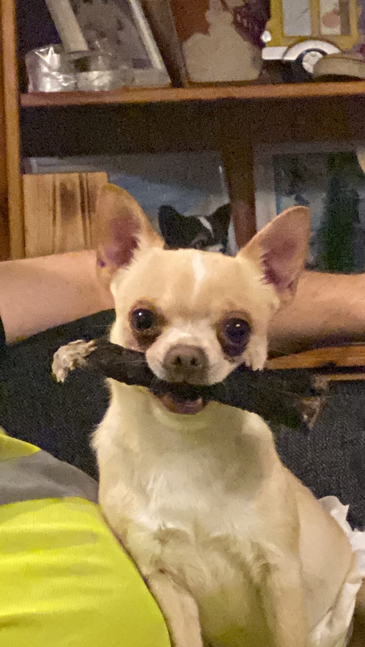 Voksen KH Champion chihuahua hann søker nytt hjem