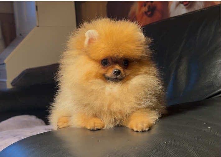 NKK registrert pomeranian hann valp.