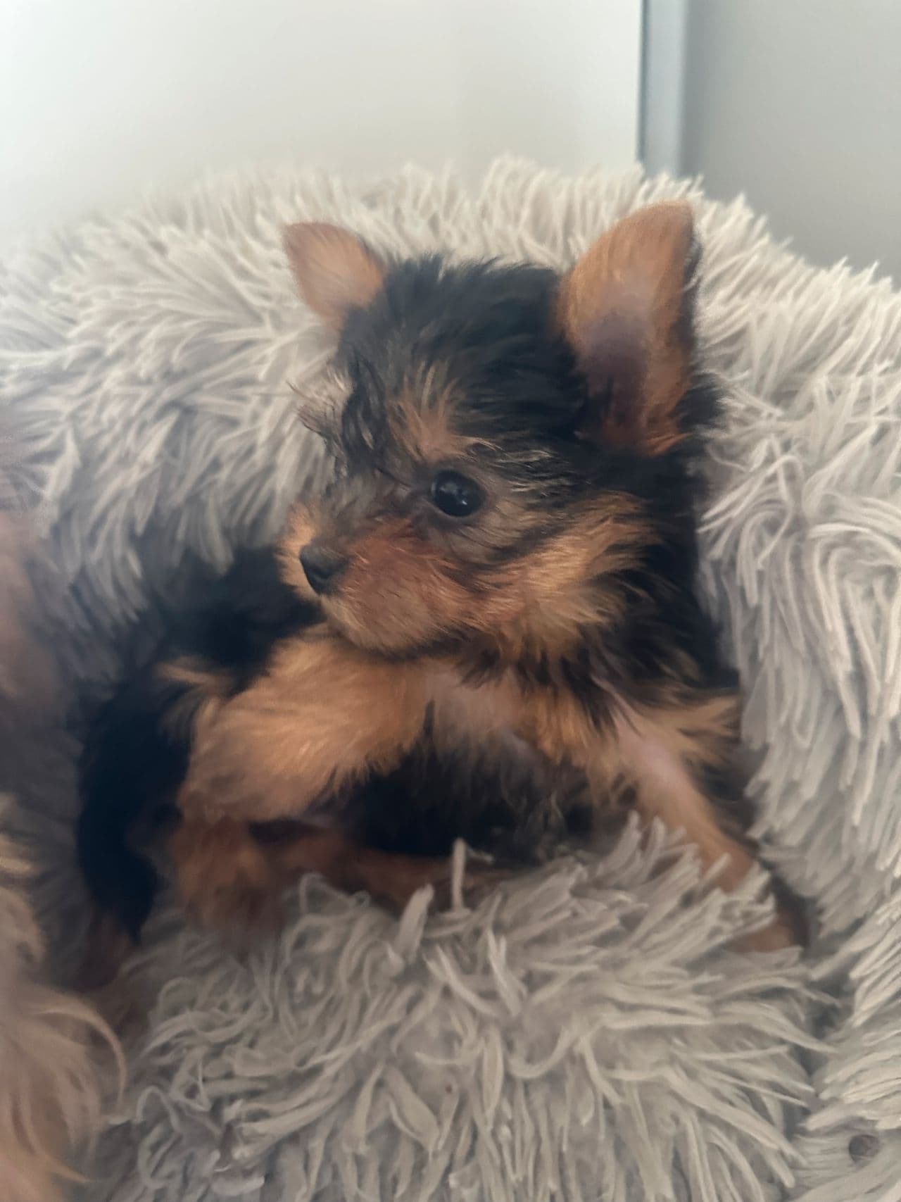 Søte Yorkshire Terrier 1 valp igjen gutt