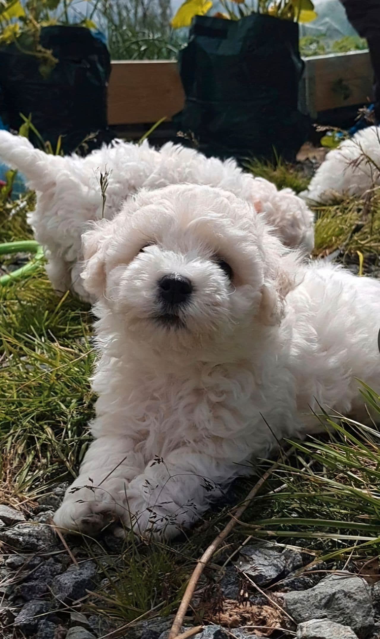 God pris-Bishon Frise kull født 25 april, levering ca 20juni..