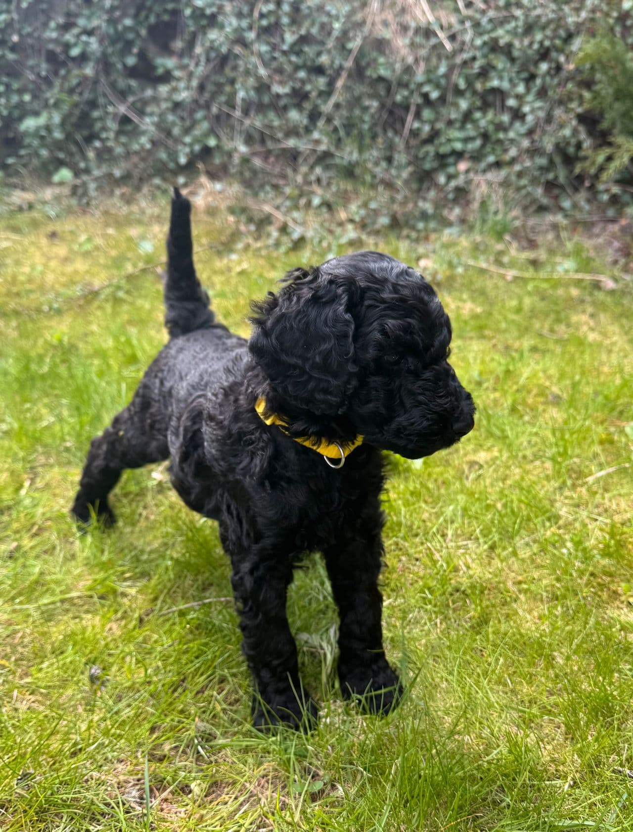 Puddel / Storpuddel / Kongepuddel valper🐩En tispe og to hanner ledige