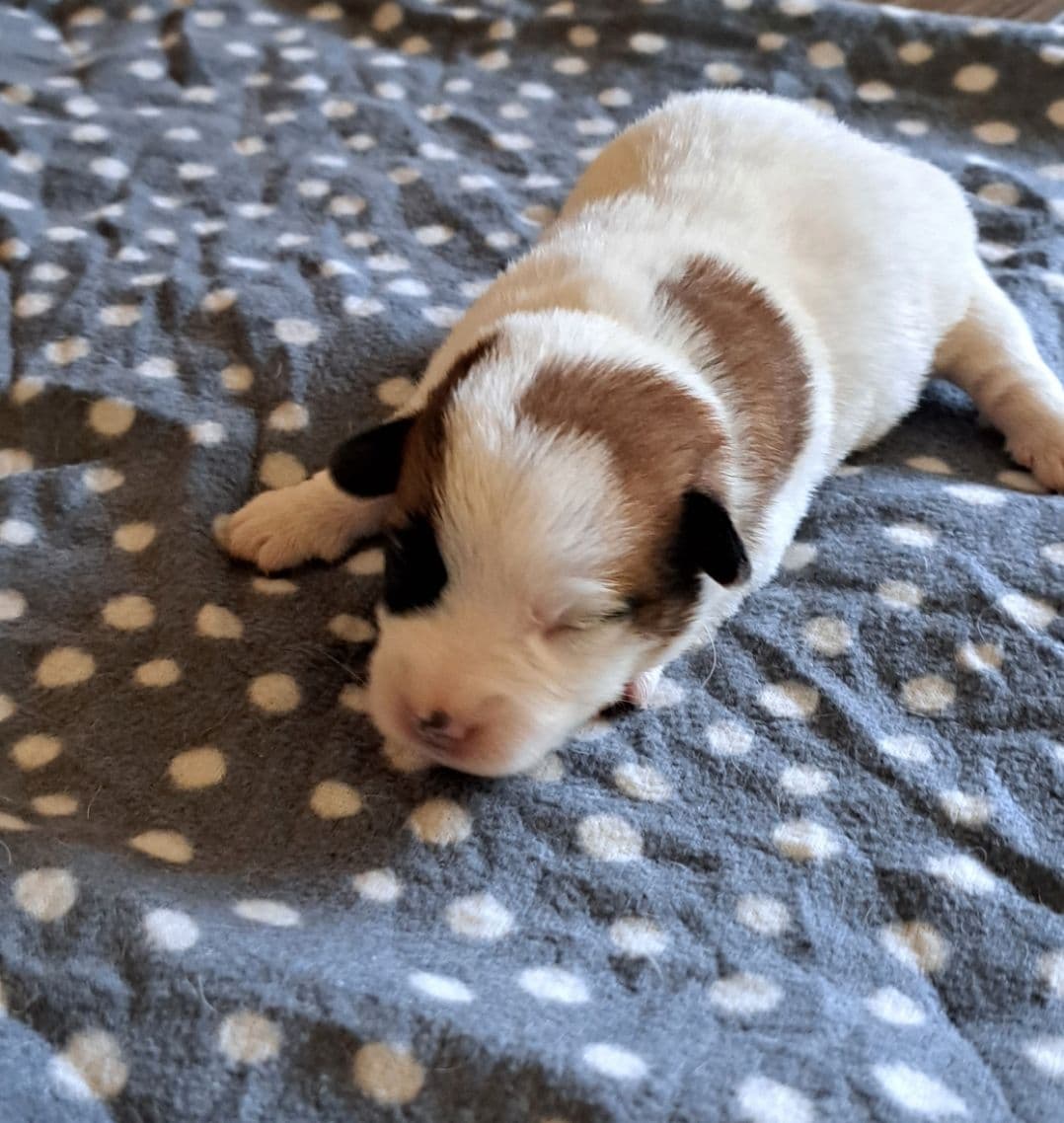 Jack Russell terrier NKK REG