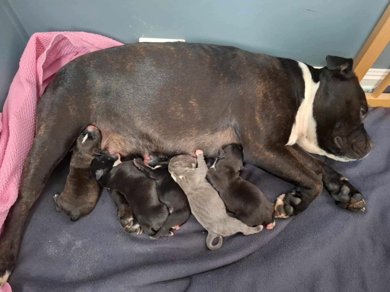 Staffordshire bull terrier valper