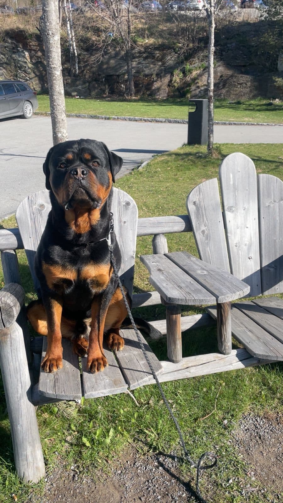 Rottweiler hanne (1år) vurderes omplassert