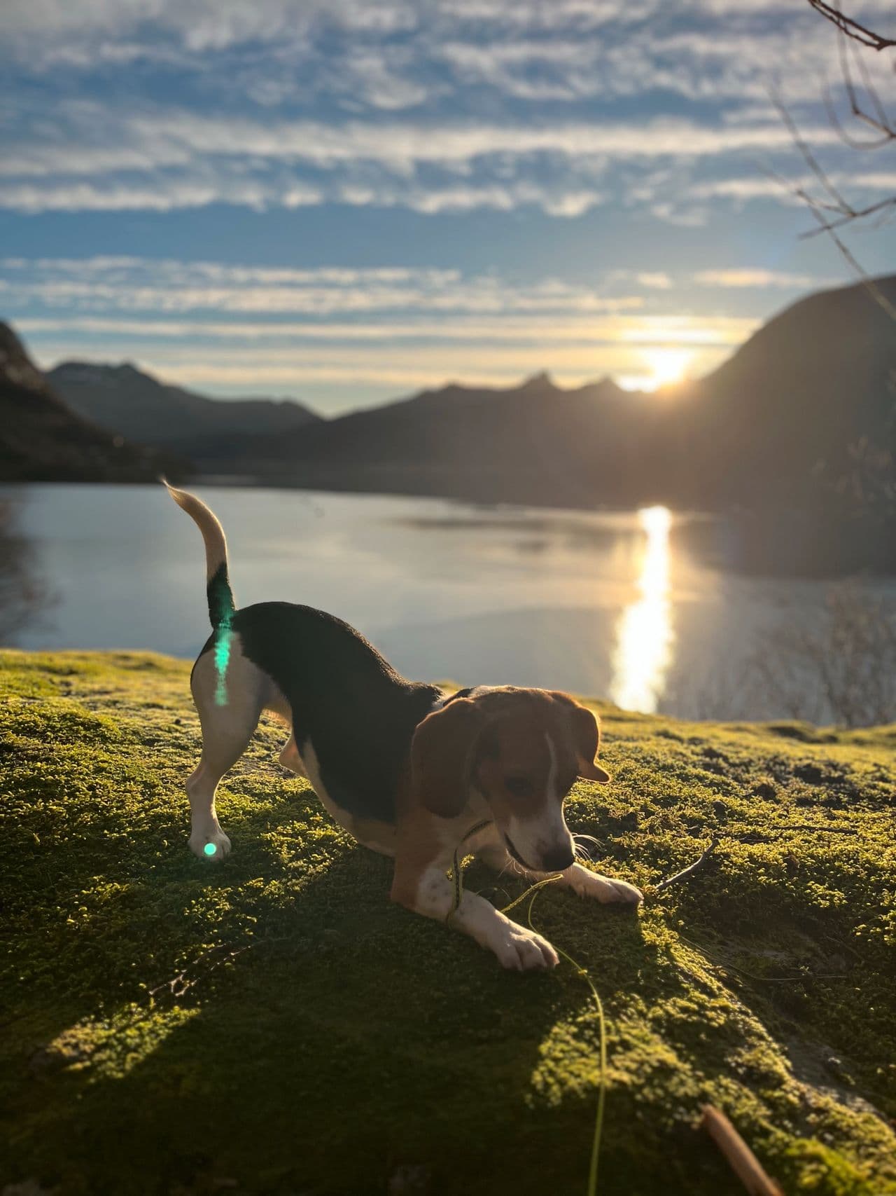 Omplassering: Daisy 2 år