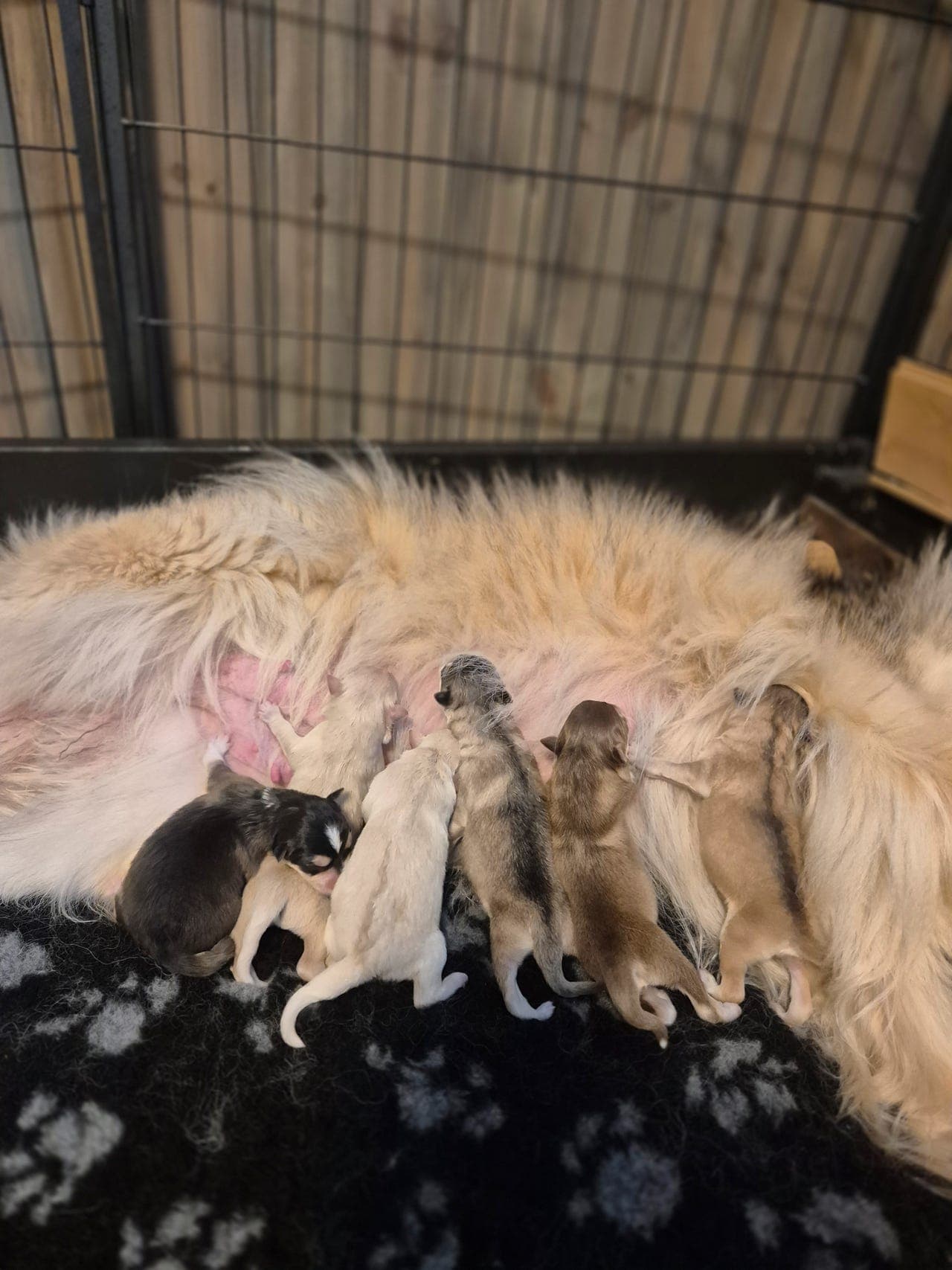 Finsk Lapphund valper
