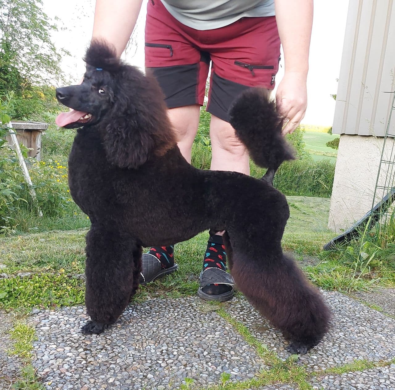 Sort mellompuddel hannhund selges