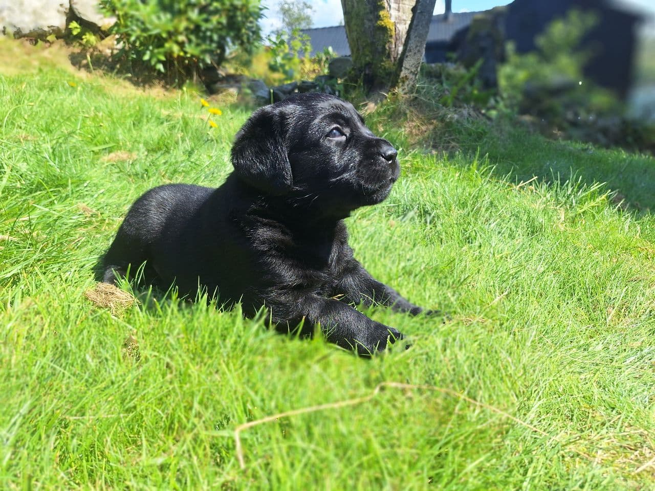 Labrador retriever