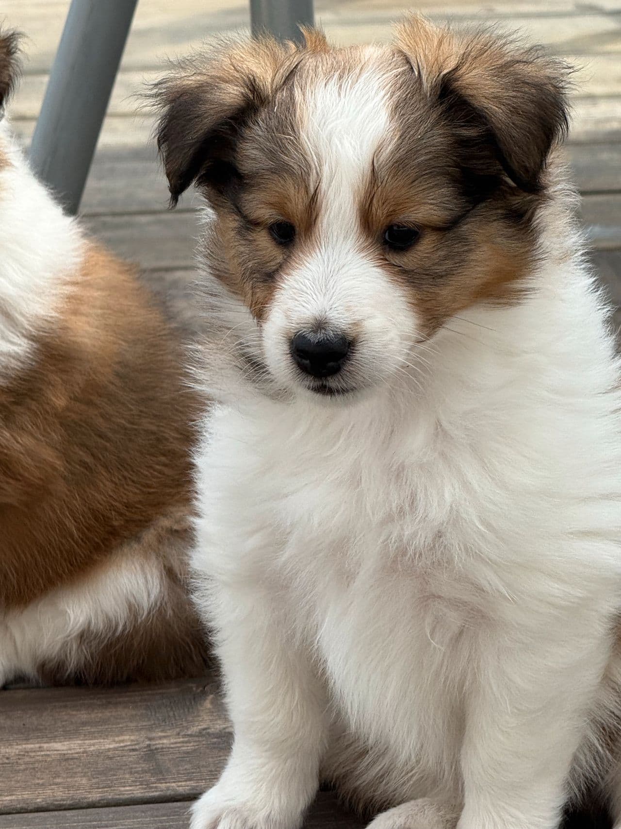 Shetland sheepdog valp
