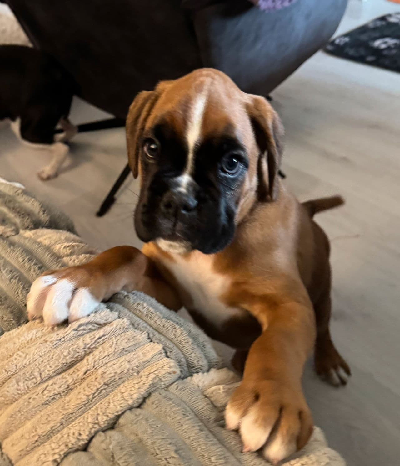 Herlige Boxer valper!