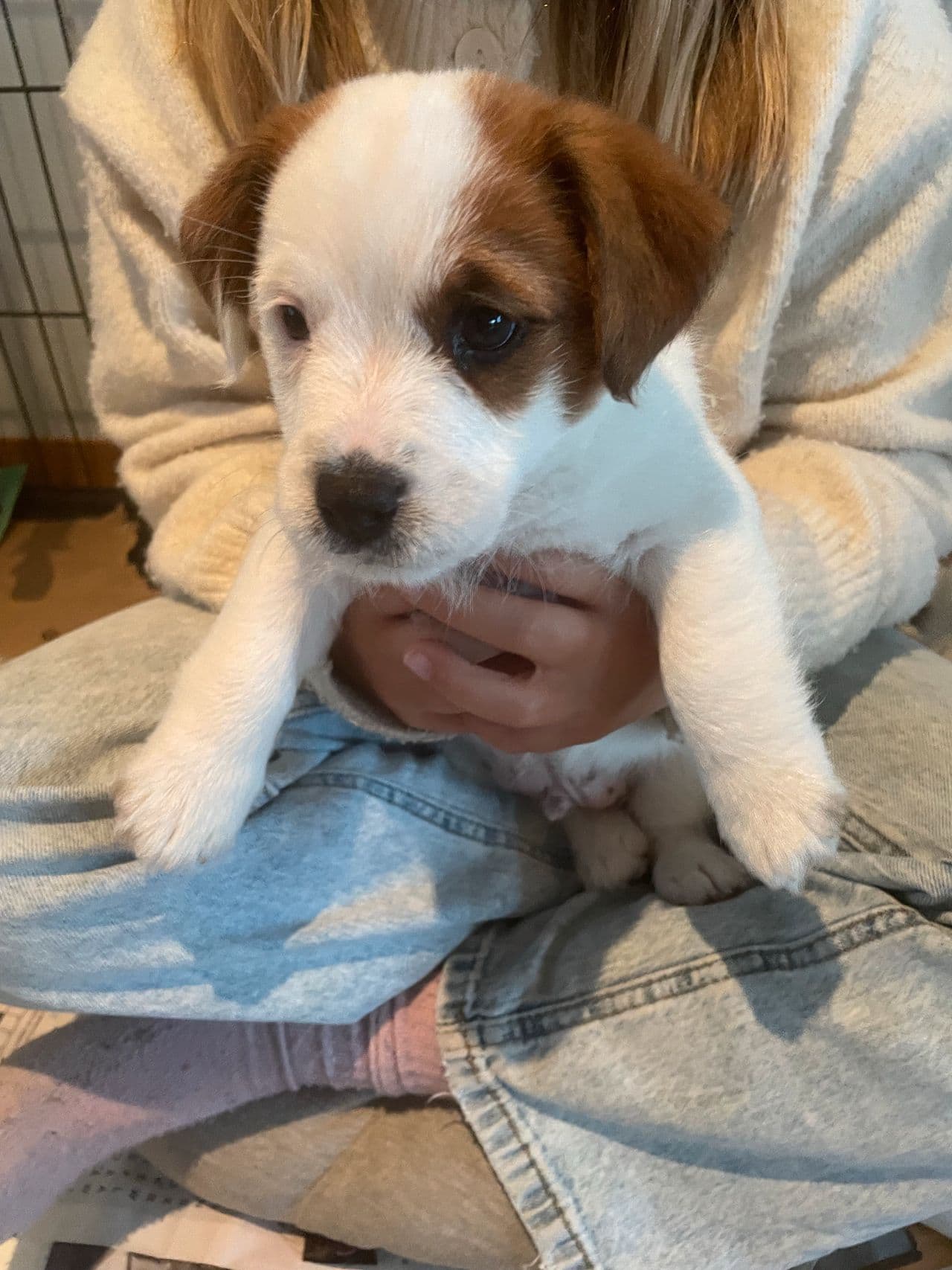 Jack Russell terrier valp