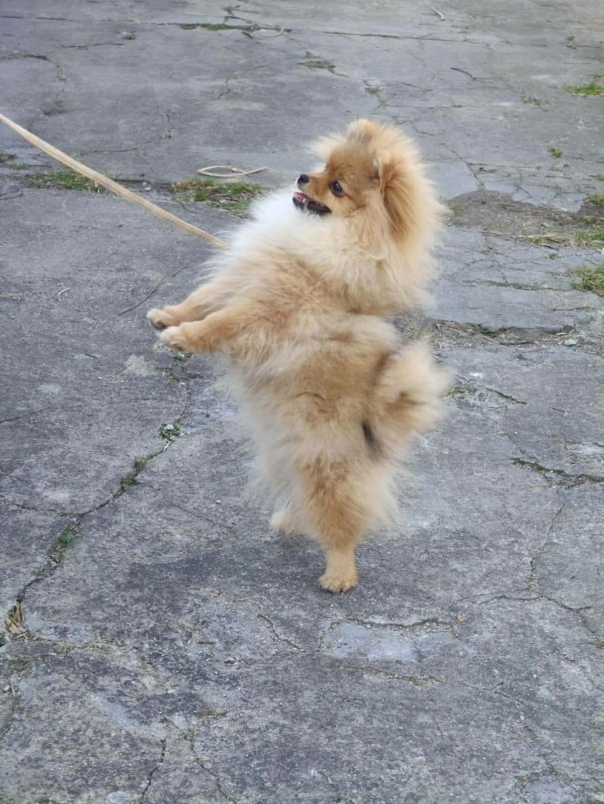 Pomeranian Tispe