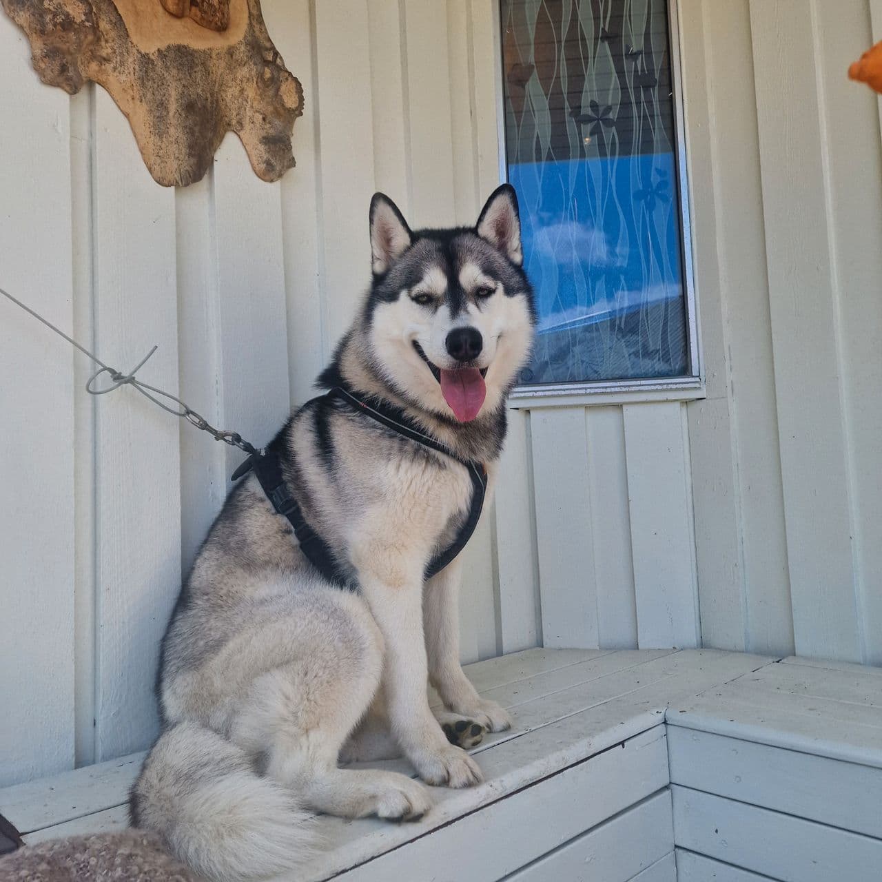 Siberian husky omplasseres