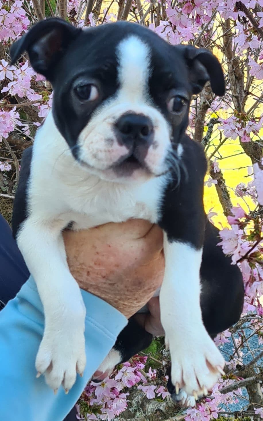 Boston Terrier valp tispe. Farge brindle.