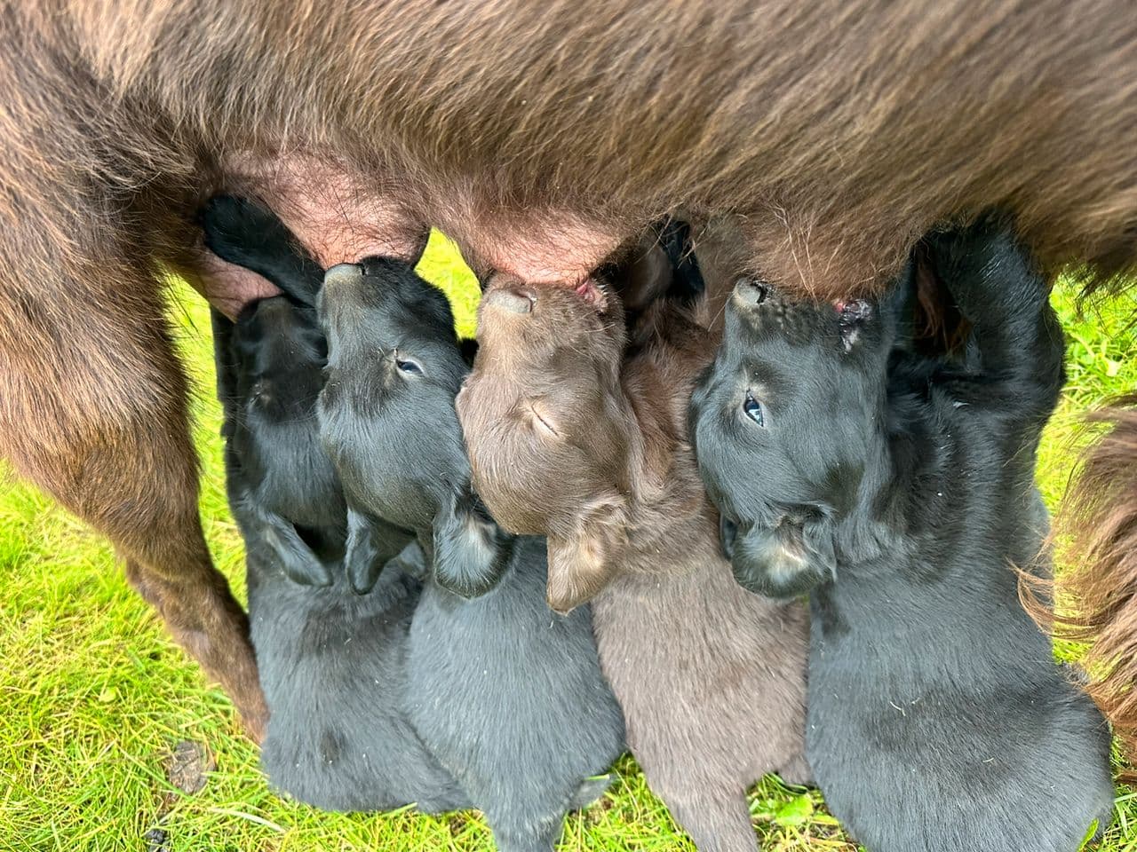 Flat coated retriever valper