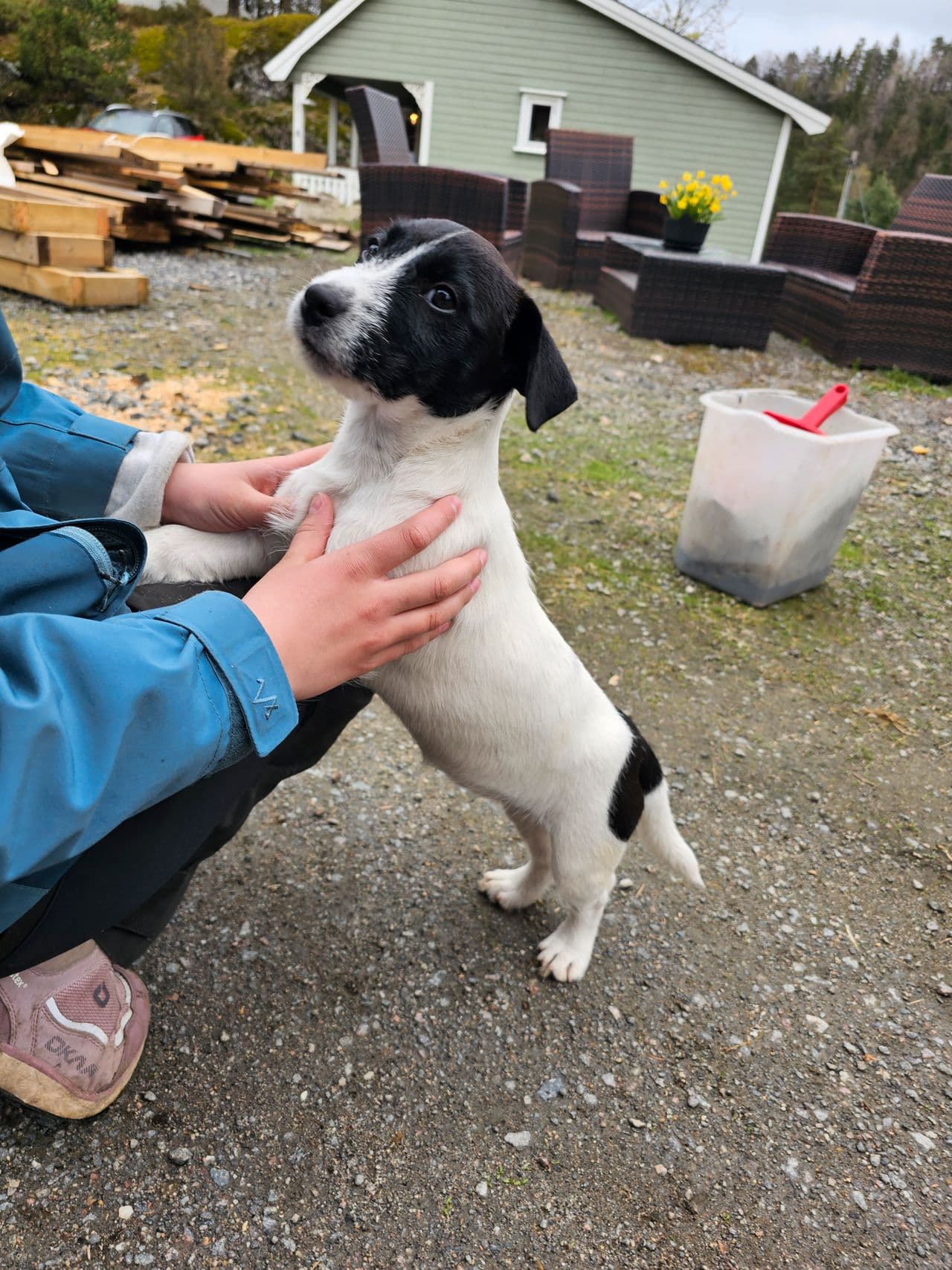 Herlig liten Jack Russell tispe tilsalgs