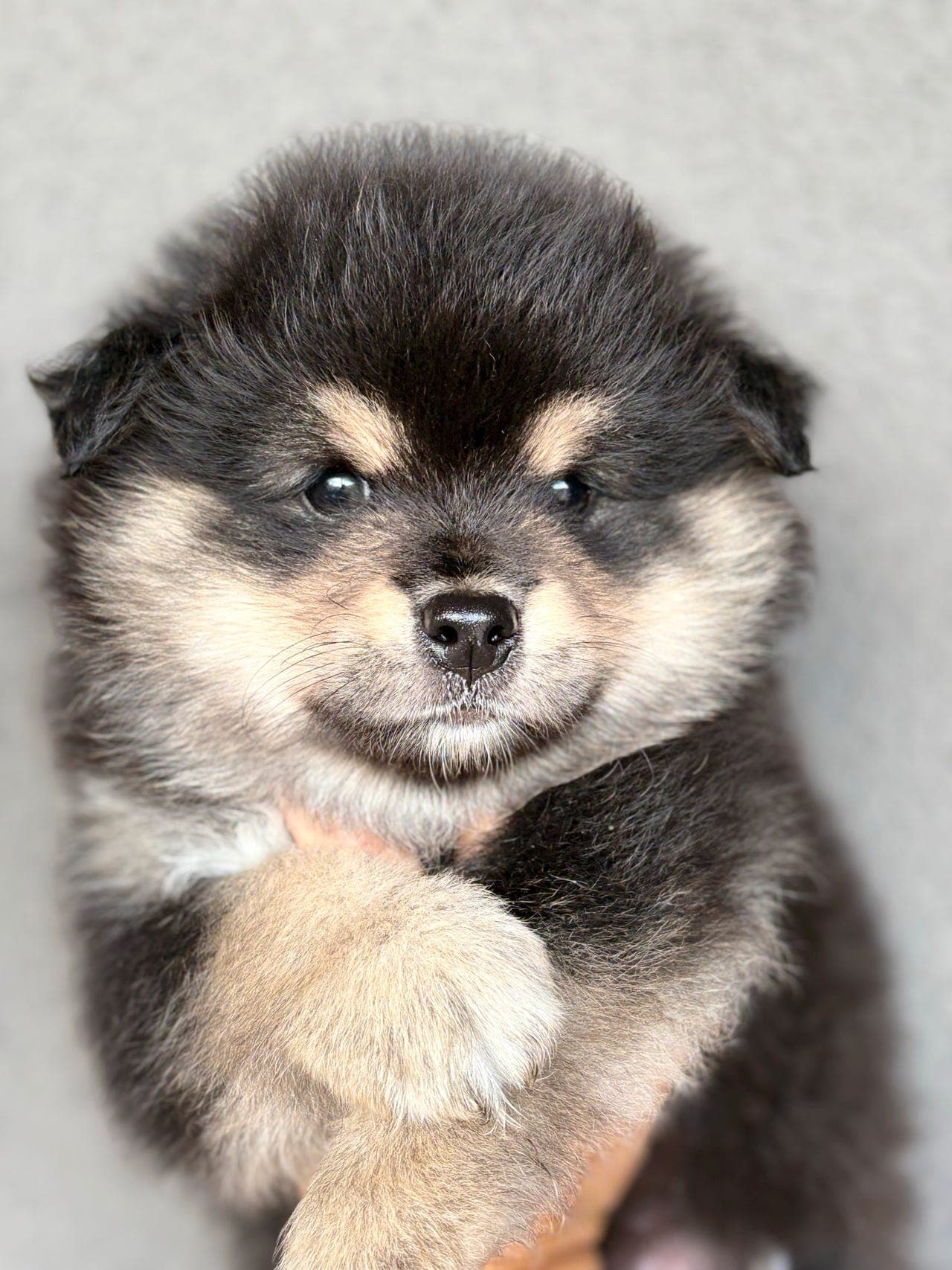 Finsk lapphundvalp søker forvertshjem