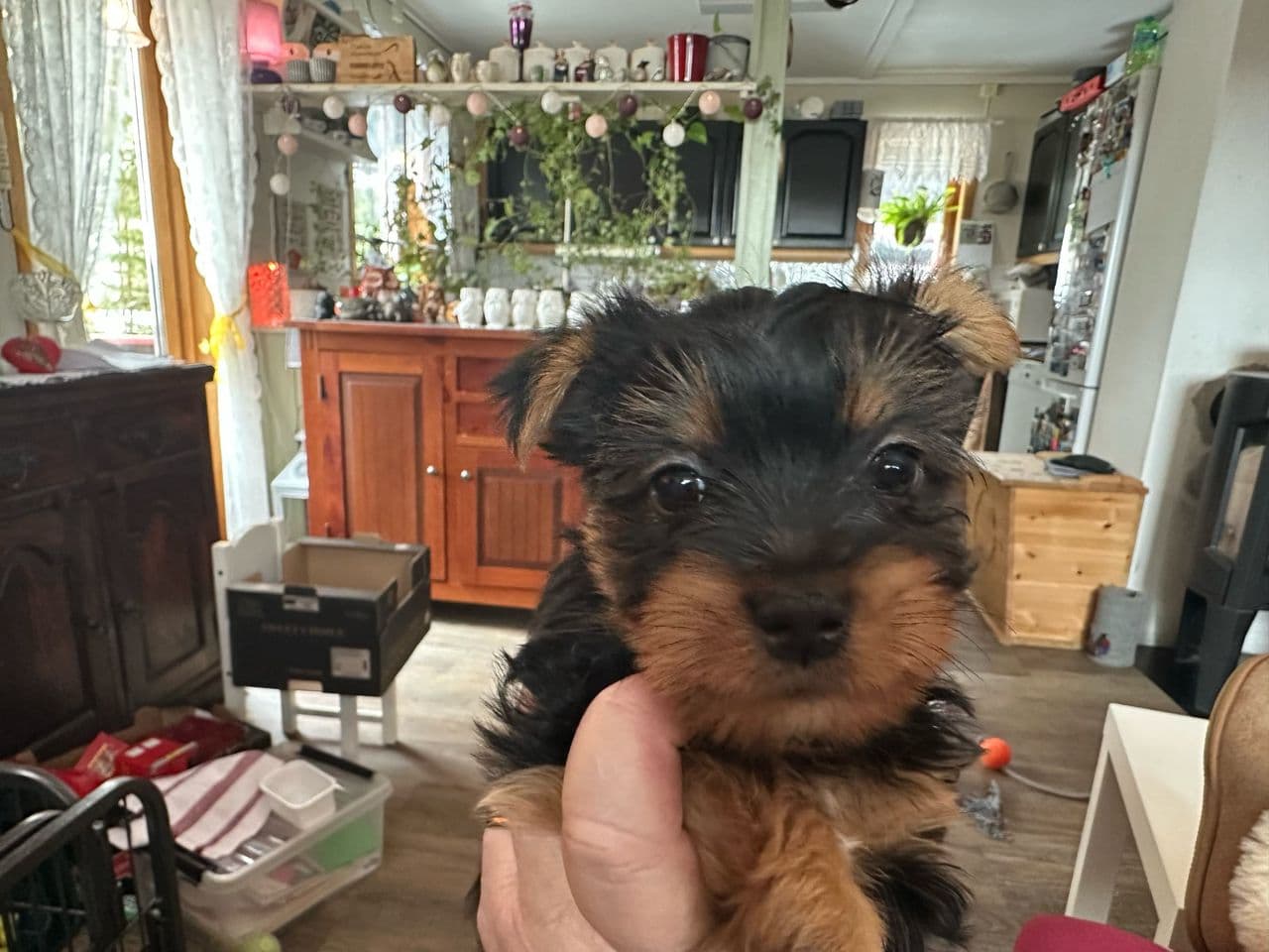 Renraset Silky Terrier valp