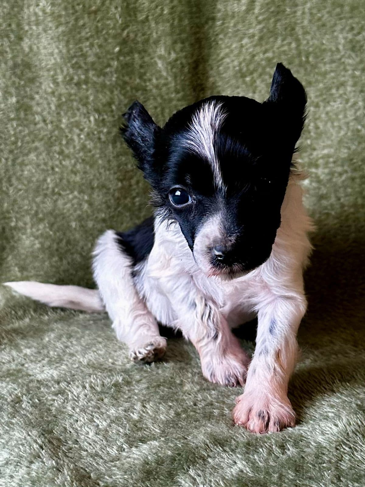 Chinese Crested